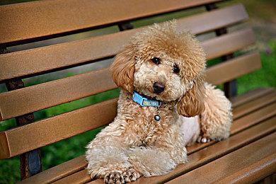 XGP 11月上旬新增游戏公布 《吸血鬼幸存者》等